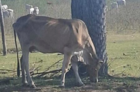 Gado abandonado expõe fraude na carne sustentável do Pantanal