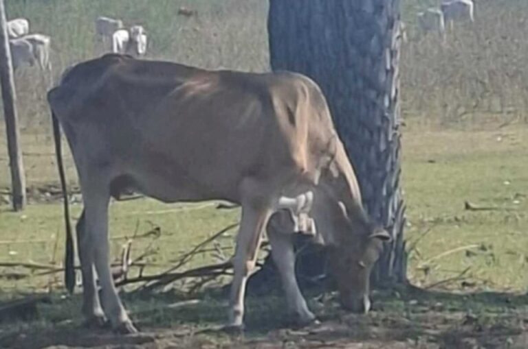 Gado abandonado expõe fraude na carne sustentável do Pantanal