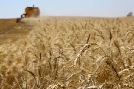 Trigo acumula valorização de 3,59% no Paraná em agosto