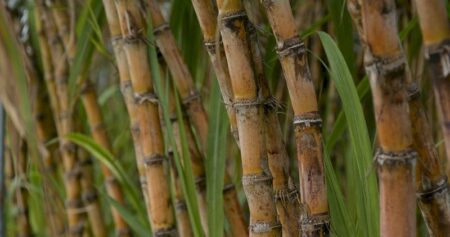 El Niño acende alerta para perdas na cana-de-açúcar e queda no teor de açúcar
