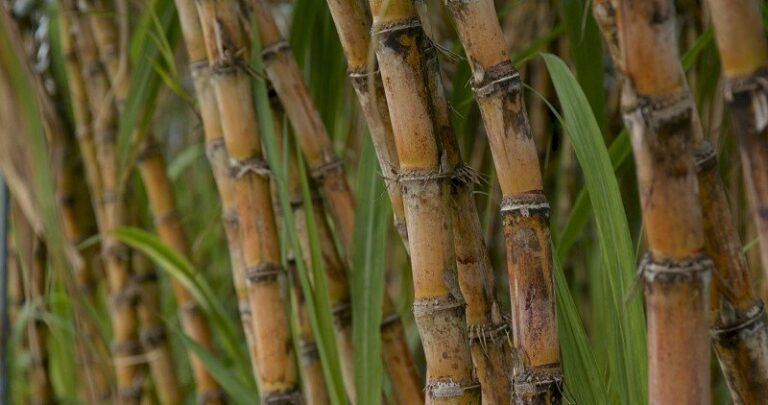El Niño acende alerta para perdas na cana-de-açúcar e queda no teor de açúcar