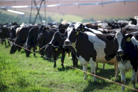 Nutrição adequada, sombra e água fresca. Como reduzir os efeitos do El Niño nas vacas leiteiras