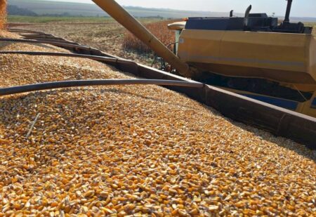 Colheita do milho caminha para a reta final e produtores já preparam o terreno para o plantio da soja