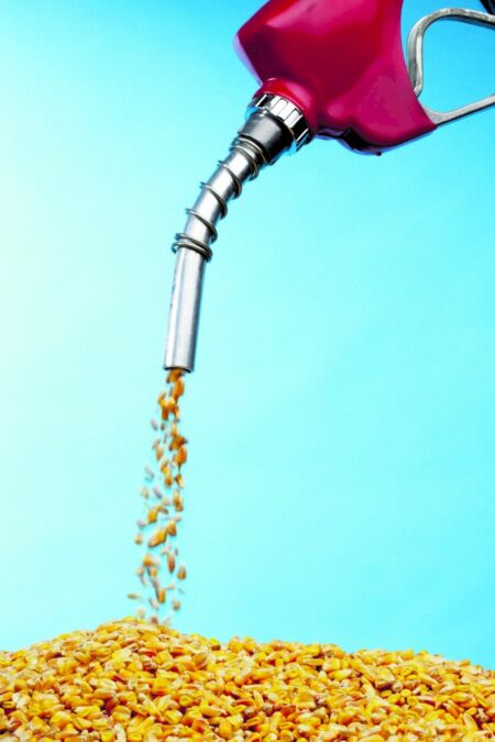 Etanol de milho pode exigir até R$ 14,3 bilhões em novas florestas energéticas
