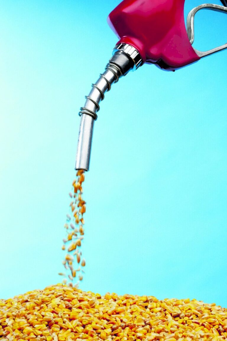 Etanol de milho pode exigir até R$ 14,3 bilhões em novas florestas energéticas