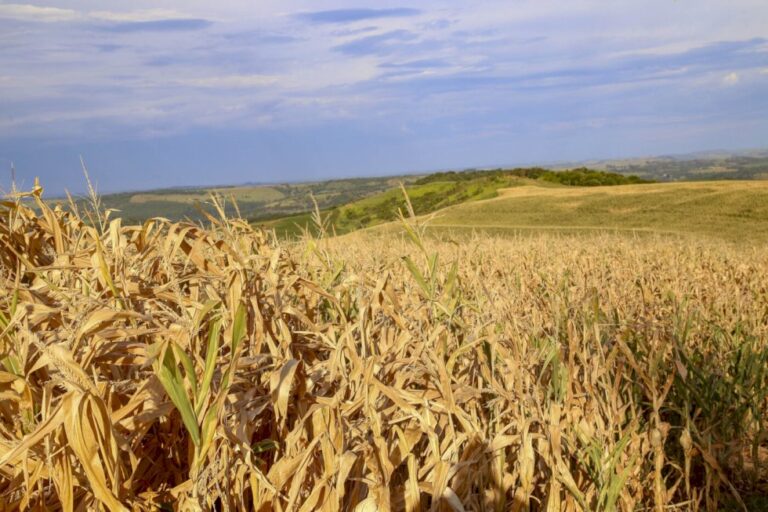 CMN amplia renegociação de dívidas para produtores afetados por eventos climáticos
