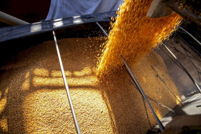 Conab poderá comprar até 260 mil toneladas de milho para pequenos criadores