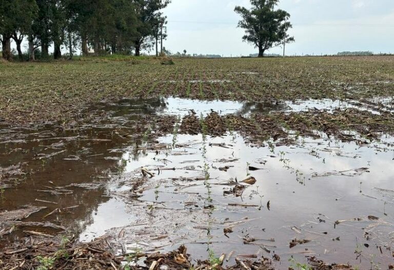 Excesso de chuva exige atenção no plantio da soja