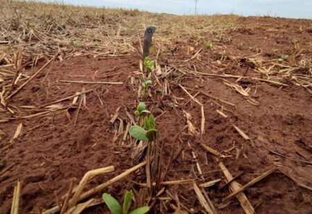Plantio da soja avança nas regiões Centro e Sul, mas segue lento na região Norte do Estado