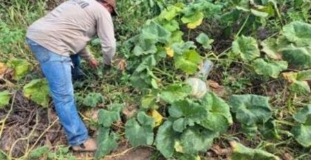 Agro registra recorde de 28,4 milhões de trabalhadores no segundo trimestre