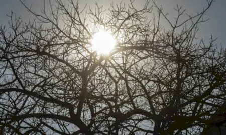 El Niño: agro da Região Centro-Oeste deve antecipar medidas para reduzir efeitos da seca