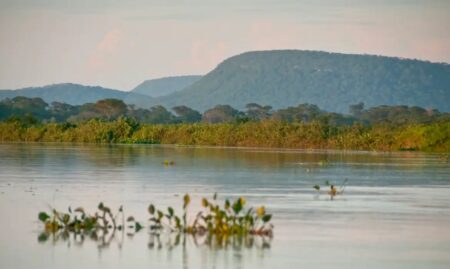 Agropecuária ocupa 48,9% do Cerrado após expansão de 51,2 milhões de hectares