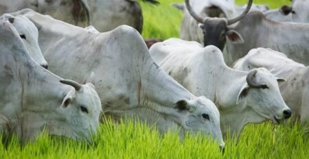Pecuária brasileira entra no fim de 2026 com oferta menor e demanda externa