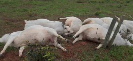 Sete touros morrem eletrocutados e prejuízo chega a R$ 160 mil