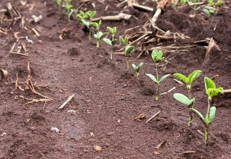 Chuva atrasa avanço do plantio da soja em Mato Grosso do Sul