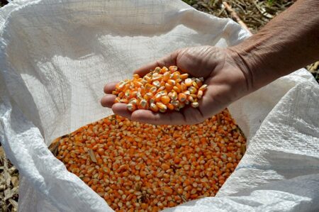 Produtividade do milho safrinha cai cinco sacas por hectare