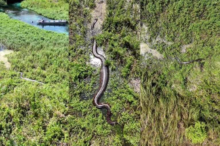 À procura de casal de sucuris, fotógrafo tem surpresa em rio de Bonito